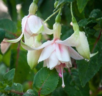 фуксія Pink Marshmallow 0184 фото
