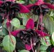 Фуксія Blacky 0103 фото 3