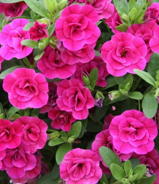 Калібрахоа Cabaret Double Magenta 0145 фото