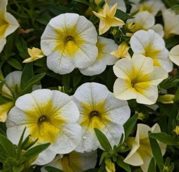 Калібрахоа Cabaret Special Frosty Lemon 0147 фото