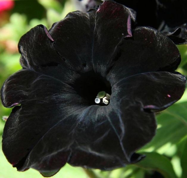 Петунія Go-Tunia Black 0058 фото