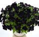 Петунія Go-Tunia Black 0058 фото 1