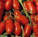 Томат "Інкас F1" 10 насінин 3047 фото 1