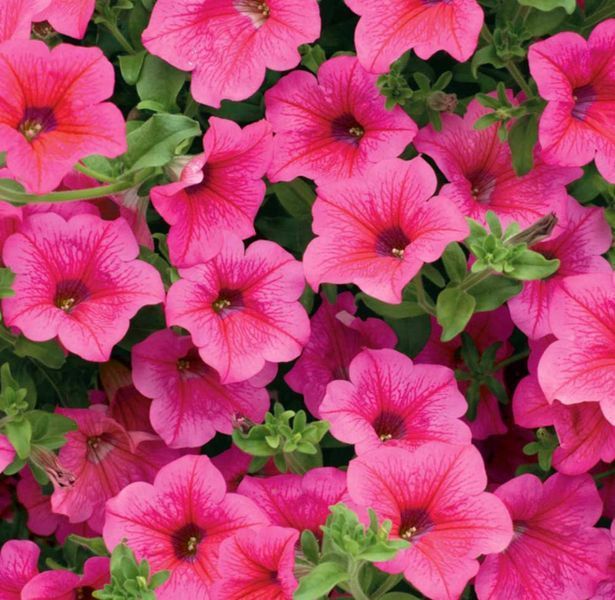 Петунія Surfinia Hot Pink 0063 фото