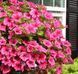 Петунія Surfinia Hot Pink 0063 фото 1