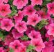 Петунія Surfinia Hot Pink 0063 фото 2