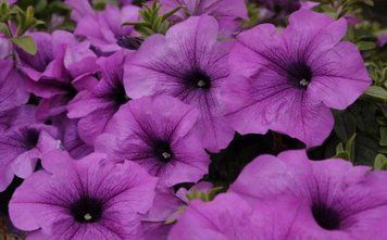 Петунія Conchita Grande Lavender 0205 фото