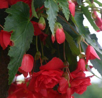 Бегонія illumination Rose 0155 фото