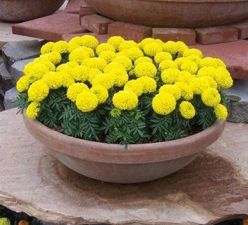 Тагетес Diskoverry Yellow 0101 фото