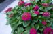 Цинія Zinnita Rose 0113 фото 1