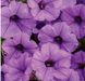 Петунія Mini Vista Blue Violet 0073 фото 2