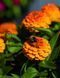 Цинія Zinnita Orange 0114 фото 1