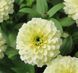Цинія Zinnita White 0116 фото 1