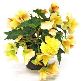 Бегонія Sweetspice Yellow 0120 фото