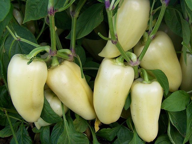Перець "Хаскі F1" 10 насінин 3027 фото