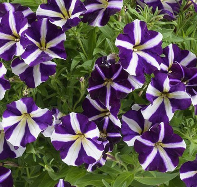 Петунія Amore Purple Heart 0137 фото