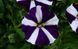 Петунія Amore Purple Heart 0137 фото 3
