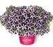 Петунія Amore Purple Heart 0137 фото 1