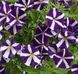 Петунія Amore Purple Heart 0137 фото 2
