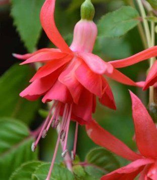 Фуксія Dancing Flame 0181 фото