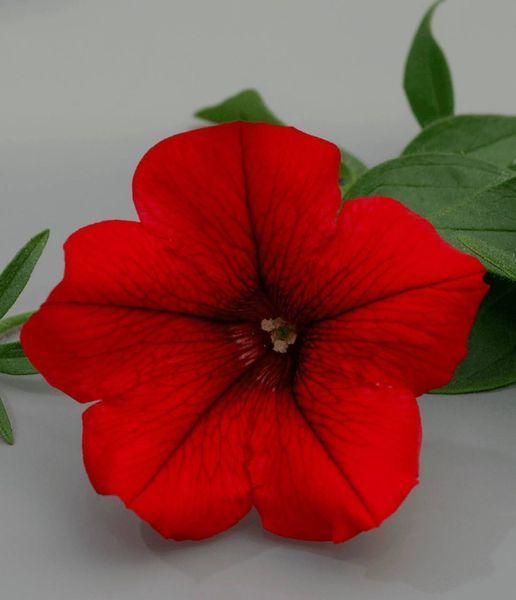 Петунія Table Dark Red 0138 фото