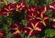 Петунія Color Rush Burgundy Star 0047 фото 2