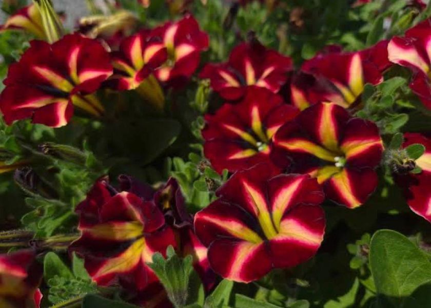 Петунія Color Rush Burgundy Star 0047 фото