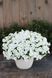 Петунія Vista Snowdrift 0040 фото 3