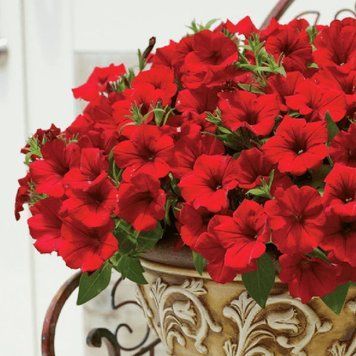 Сурфінія Deep Red 0041 фото